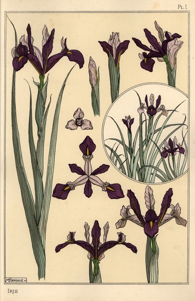 Iris plante- og blomsterdele, med indsat af Eugene Grasset