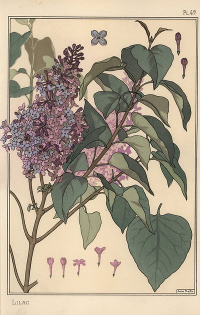 Syren botanisk undersøgelse. af Eugene Grasset