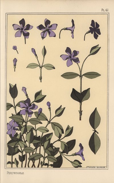 Periwinkle botanisk undersøgelse af Eugene Grasset