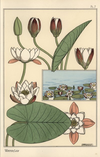 Åkande, Nelumbo lutea og blomsterdele af Eugene Grasset