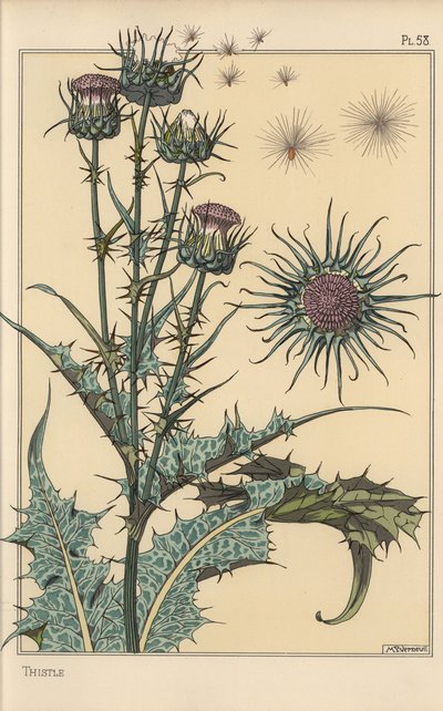Tidsel botanisk undersøgelse af Eugene Grasset