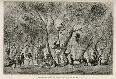 Samlingen af oliven i Amphissa-regionen, tegning af E.Guillaume, for at illustrere historien om Henri Belle: Voyage en Greece af Eugene Guillaume