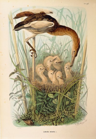 Illustration fra Eugenio Bettonis "Natural History of Birds that Nest in Lombardy" repræsenterende Little Bittern Ixobrychus minutus, af Oscar Dressler af Eugenio Bettoni, Oscar Dressler