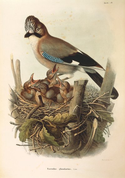 Illustration fra Eugenio Bettonis "Natural History of Birds that Nest in Lombardy", der repræsenterer den eurasiske Jay Garrulus glandarius, af Oscar Dressler af Eugenio Bettoni, Oscar Dressler