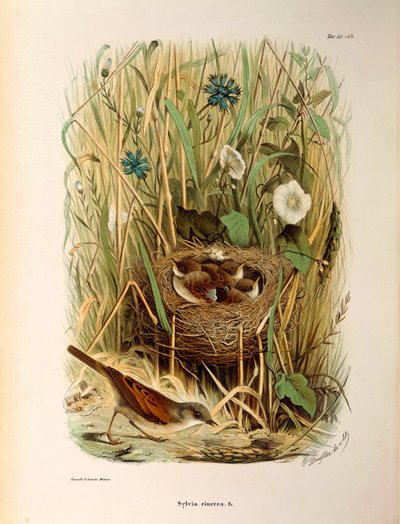 Illustration fra Eugenio Bettonis "Natural History of Birds that Nest in Lombardy" repræsenterende Whitethroat Sylvia communis eller cinerea, af Oscar Dressler af Eugenio Bettoni, Oscar Dressler