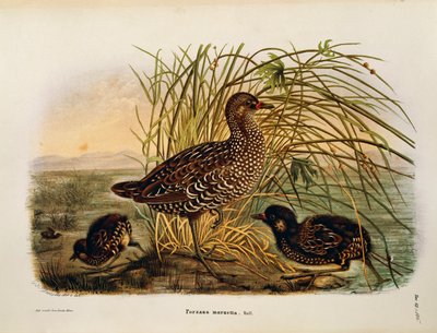 Illustration fra Eugenio Bettonis "Natural History of Birds that Nest in Lombardy" repræsenterende Spotted Crake Porzana porzana, af Oscar Dressler af Eugenio Bettoni, Oscar Dressler