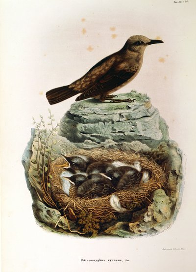 Illustration fra Eugenio Bettonis "Natural History of Birds that Nest in Lombardy" repræsenterende Blue Rock Thrush Monticola solitarius, af Oscar Dressler af Eugenio Bettoni, Oscar Dressler