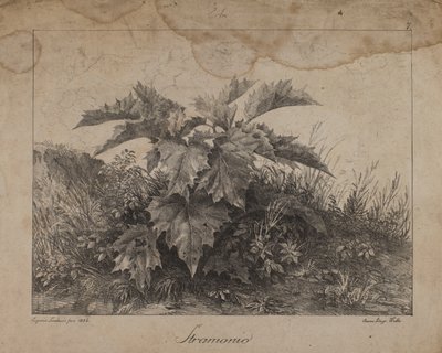 Stramonium af Eugenio Landesio
