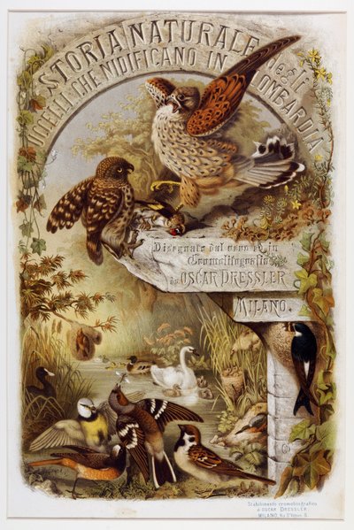 Frontispice fra Natural history of fugle, der yngler i Lombardiet (Chromolithography af Eugenio and Dressler Oscar  Bettoni