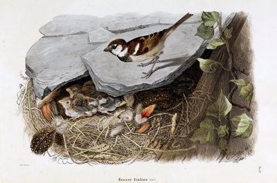Repræsentation af cisalpine spurv (Passer domesticus italiae eller italiensk spurv) (kromolitografi af Eugenio and Dressler Oscar  Bettoni
