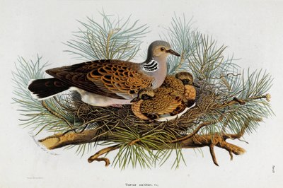 Repræsentation af duen (Turtle-Due) (Chromolithography af Eugenio and Dressler Oscar  Bettoni