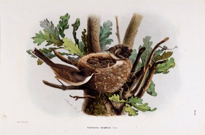 Repræsentation af Falvette Curruca Orphea (Chromolithography af Eugenio and Dressler Oscar  Bettoni