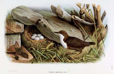 Repræsentation af fuglen Cincle diving (Cinclus aquaticus) (kromolitografi af Eugenio and Dressler Oscar  Bettoni