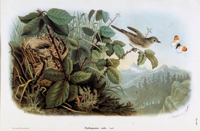 Repræsentation af kyllingens hastighed (Phyllopneuste rufa) (Chiffchaff) (Chromolithography af Eugenio and Dressler Oscar  Bettoni
