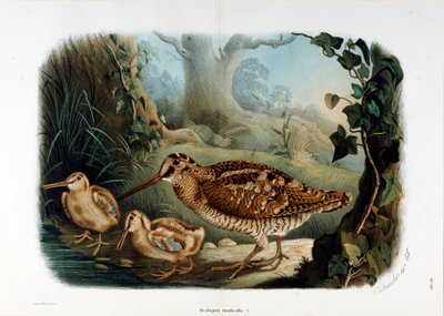 Repræsentation af trænæbbet (Scolopax rusticola eller Woodck) (Chromolithography af Eugenio and Dressler Oscar  Bettoni