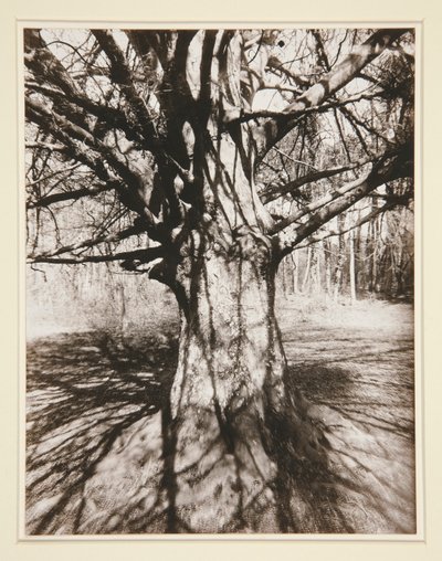 Bøgetræ af Eugène Atget