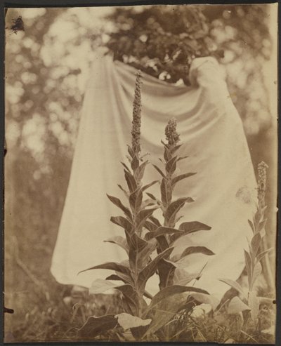 Bouillon Blanc (Mullein-planten) af Eugène Atget