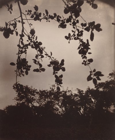 æbletræ gren af Eugène Atget