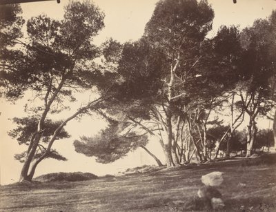 Cannes, Saint Honorat Island af Eugène Atget