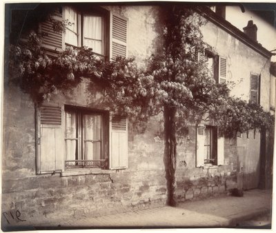 Glycin (Wisteria), Ch?tillon af Eugène Atget