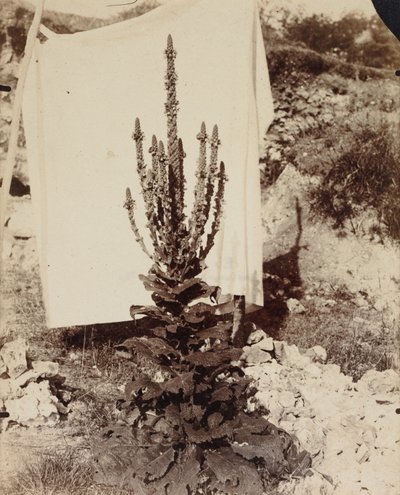 Mullein i blomst, ca. 1897-1899. af Eugène Atget