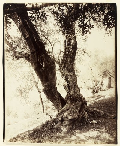 Olivier, Nice, ca. 1900 af Eugène Atget