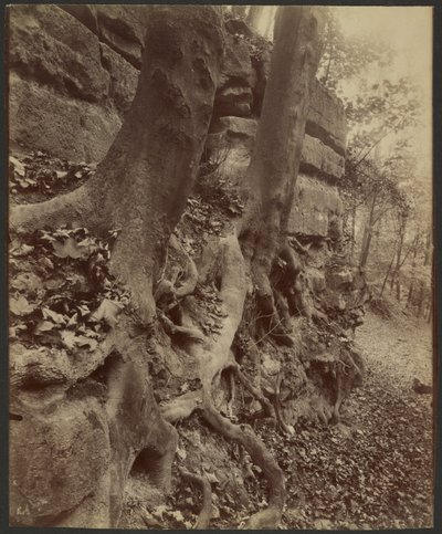 Saint-Cloud Park af Eugène Atget