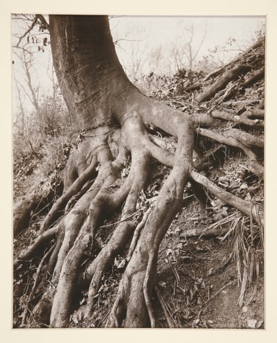 Saint-Cloud af Eugène Atget