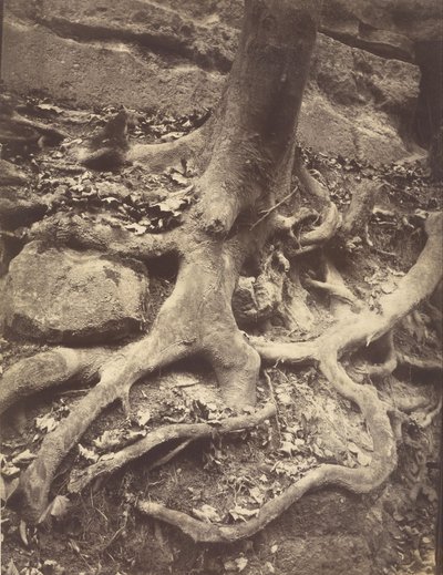 Trærødder, Saint-Cloud af Eugène Atget