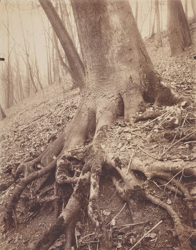 Træer og rødder af Eugène Atget