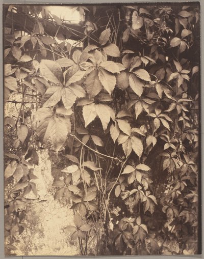 Vigne Vierge af Eugène Atget