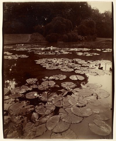 [Vandliljer] af Eugène Atget