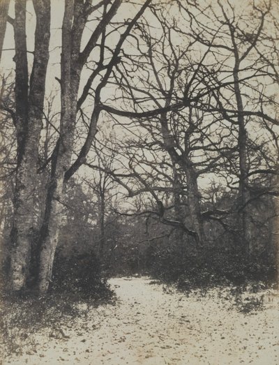 [Fontainebleau Skov], ca. 1860. af Eugène Cuvelier