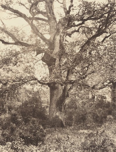 Nær Bodmer, 1860