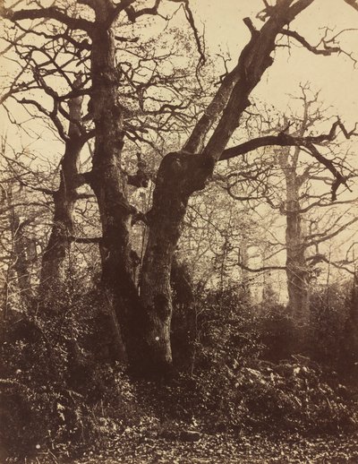 Træstudie, Fontainebleau af Eugène Cuvelier