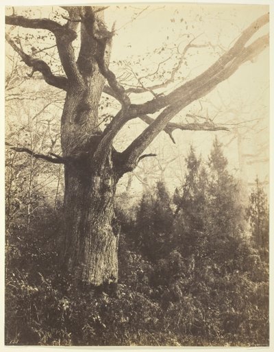Uden titel [træ], ca. 1860. af Eugène Cuvelier
