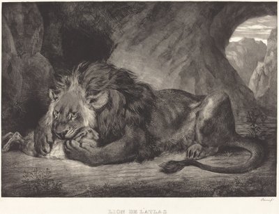 Løve af Atlasbjergene (Lion de l