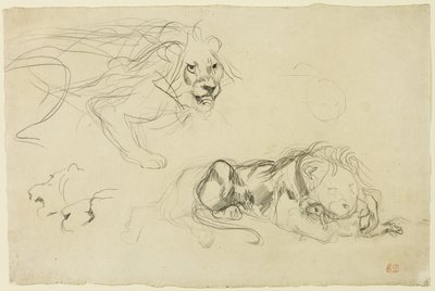 Studier af løver af Eugène Delacroix
