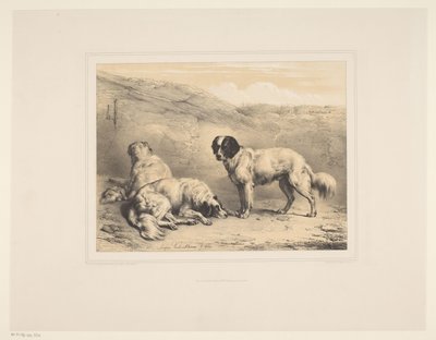 Tre hunde Forskellige dyr (serietitel) Etudes d