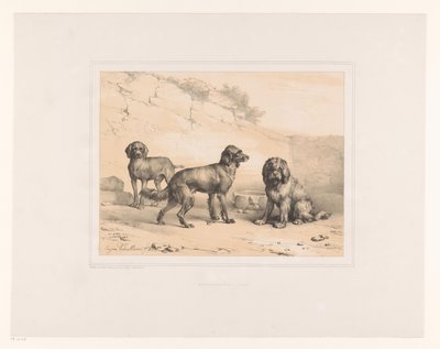 Tre hunde Forskellige dyr (serietitel) Etudes d