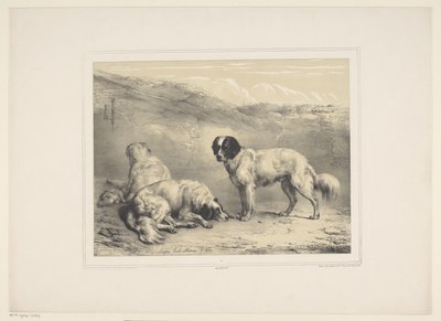 tørre honden Diverse tamme dieren (serietitel) Tretten husdyr og indfødte dyr (serietitel) af Eugène Verboeckhoven