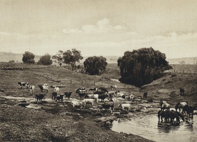 Australien, Cattle, Queensland (s/h-billede) af European Photographer