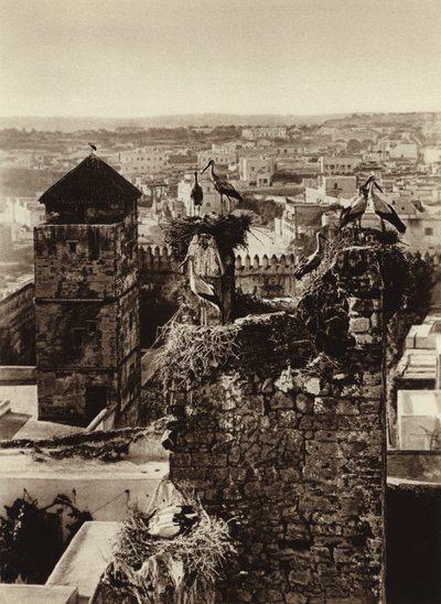 Rabat, storke i Kasbah Oudaya (s/h foto) af European Photographer