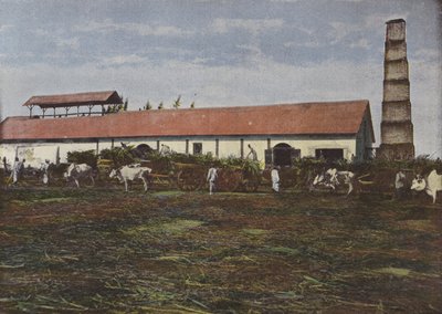 Høst af sukkerrør af European Photographer