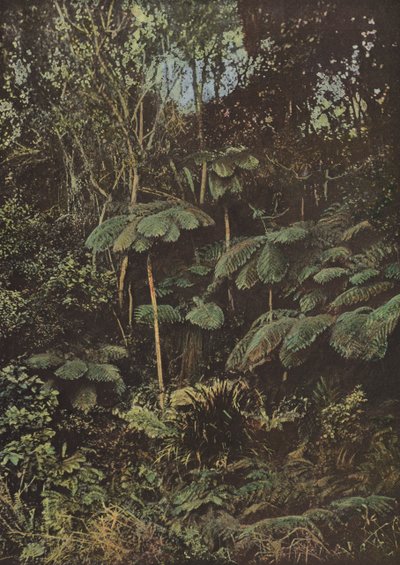 Vegetation, Fougeres Arborescentes af European Photographer