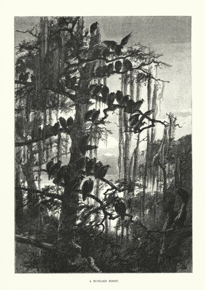 En musvåges tilholdssted (gravering) af European School