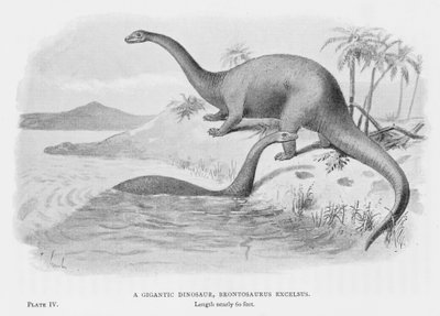 En gigantisk dinosaur, Brontosaurus Excelsus (litho) af European School