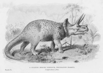 En gigantisk hornet dinosaur, Triceratops Prorsus (litho) af European School