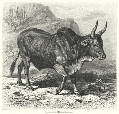 En sanga-okse, Bos africanus (gravering) af European School