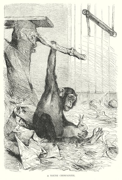 En ung chimpanse (kobberstik) af European School